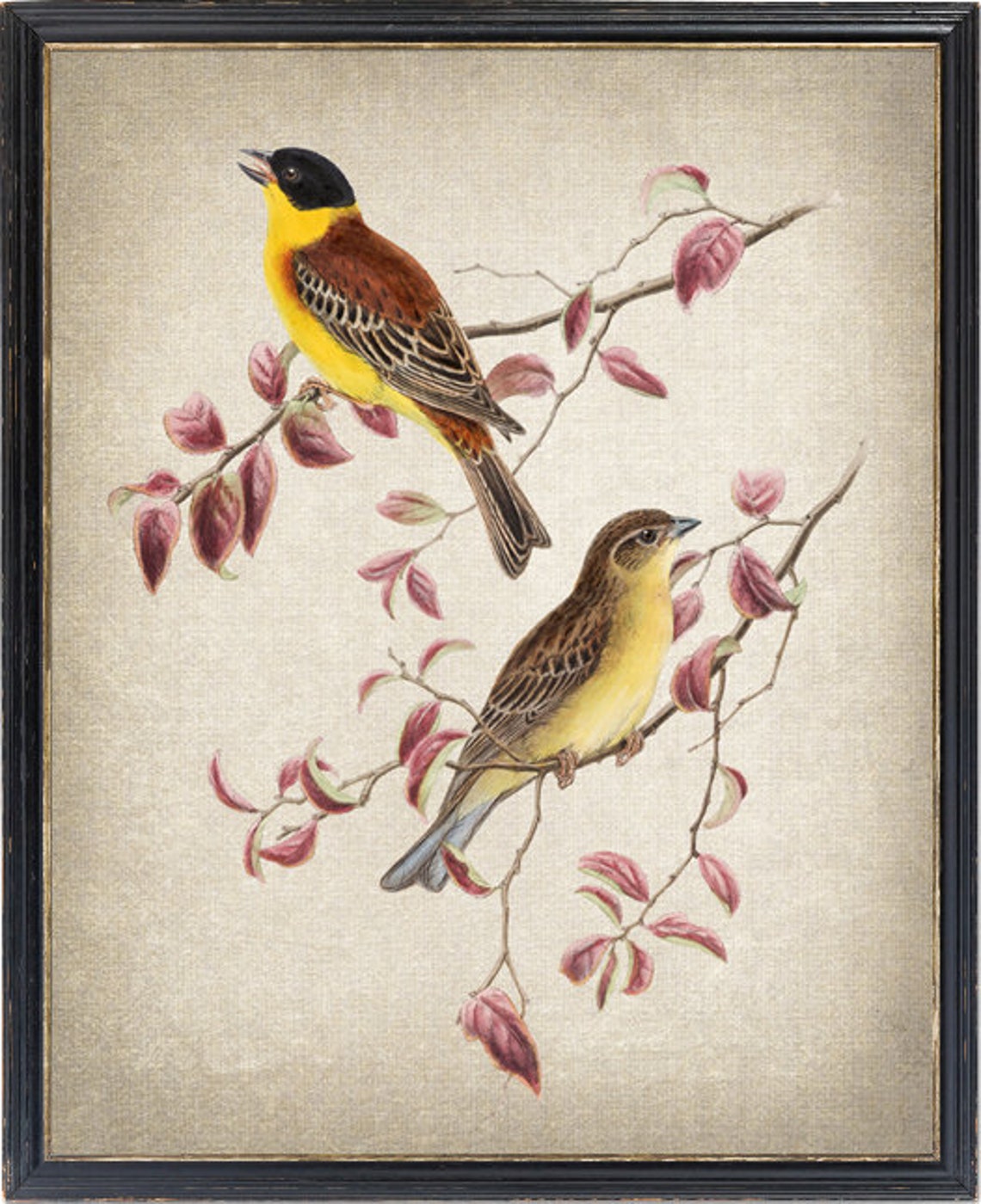 Black Headed Bunting Pair Vintage Bird Illustration Songbird Poster
