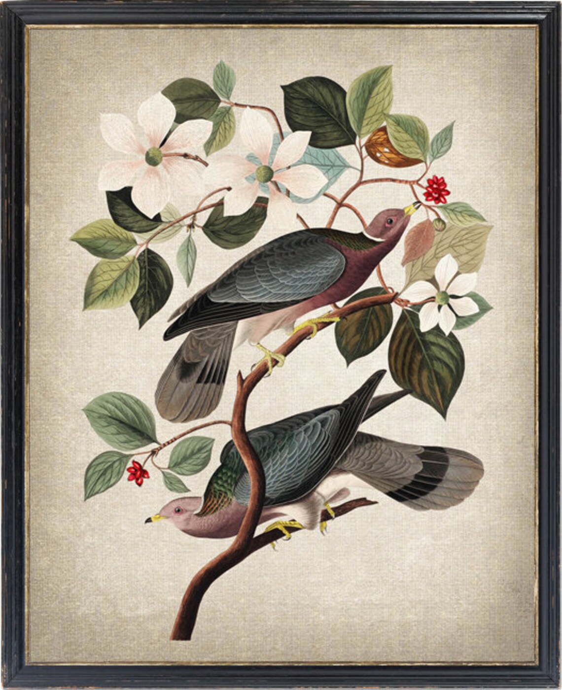 Audubon Bird Print, Vintage Pigeon and Dogwood