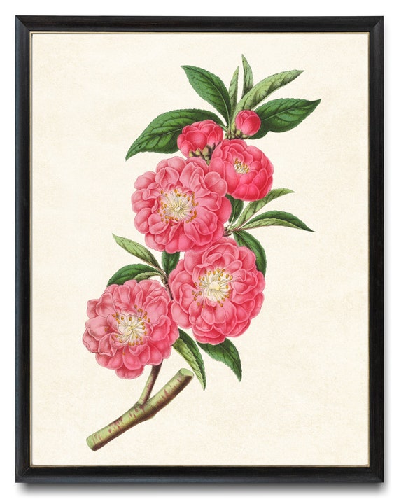 Rose Flowered Peach Botanical Print Vintage Illustration Peach Tree Blossoms Wall Art Instant