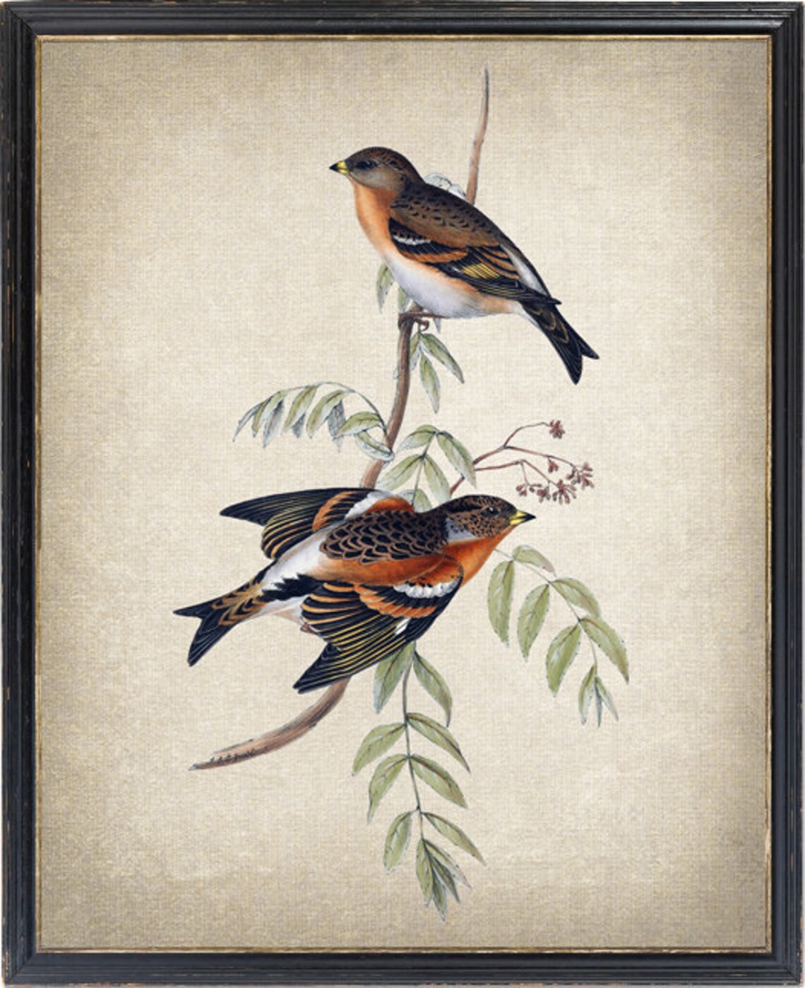 Bramble Finch Vintage Bird Botanical Art Print