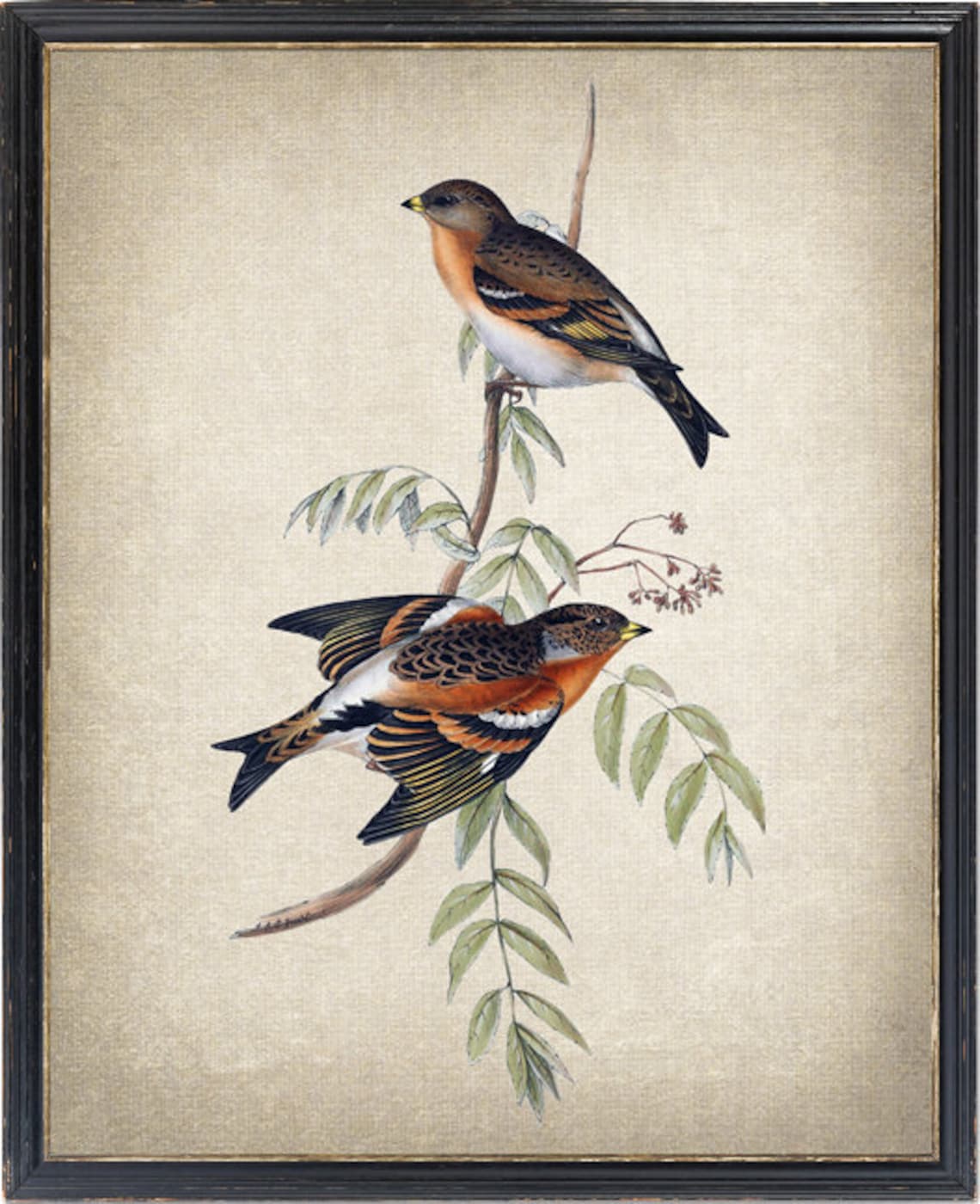 Bramble Finch Vintage Illustration Bird Art Print