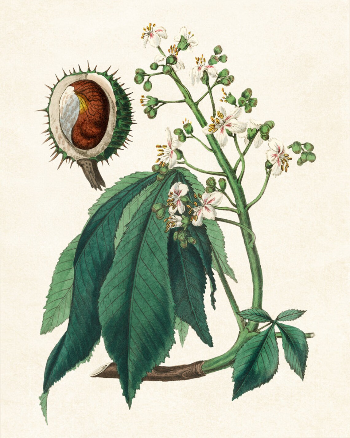European Horse Chestnut Vintage Botanical Art Print - Image 2