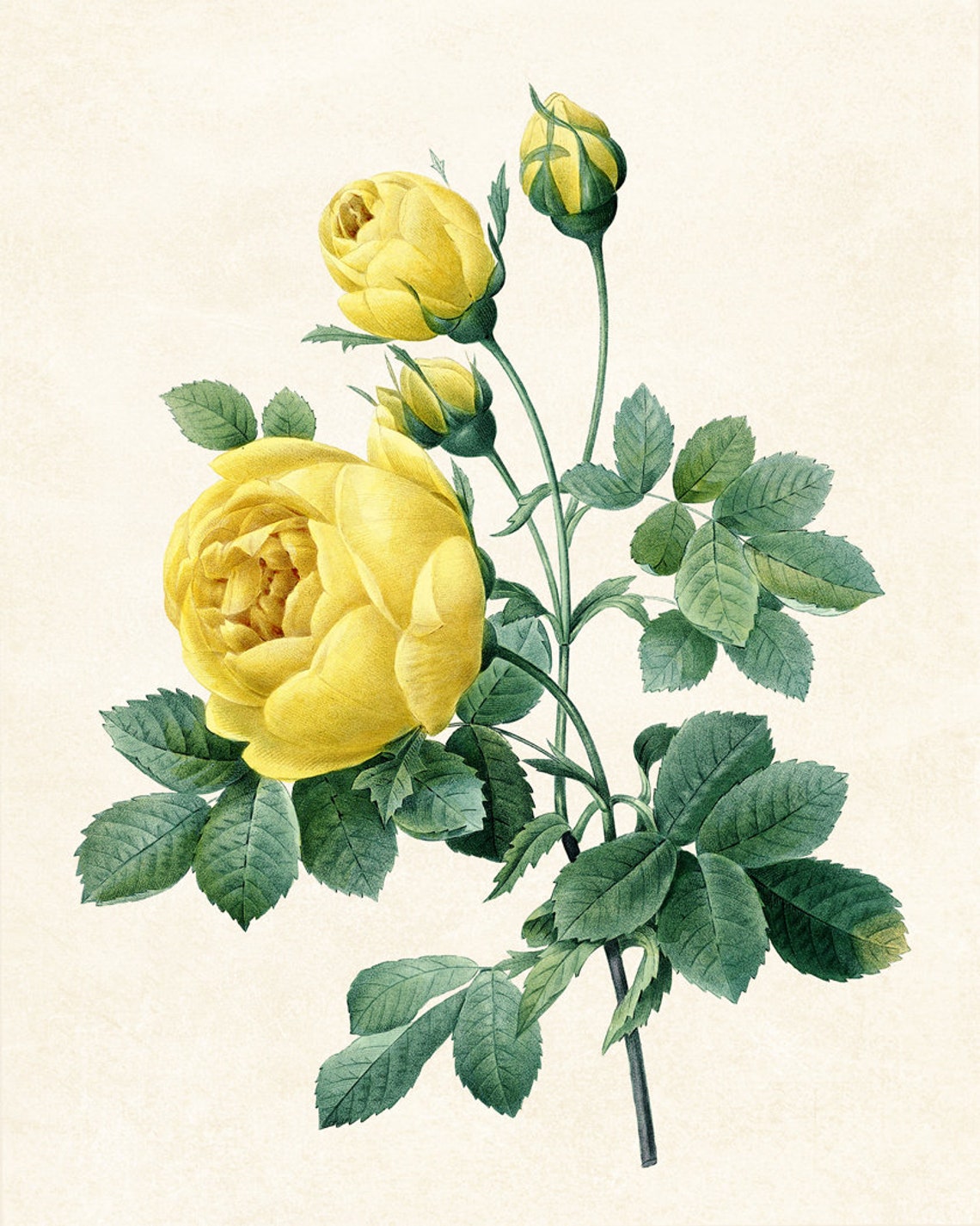 Yellow Garden Roses Antique Redoute Style Botanical Study Poster - Image 3