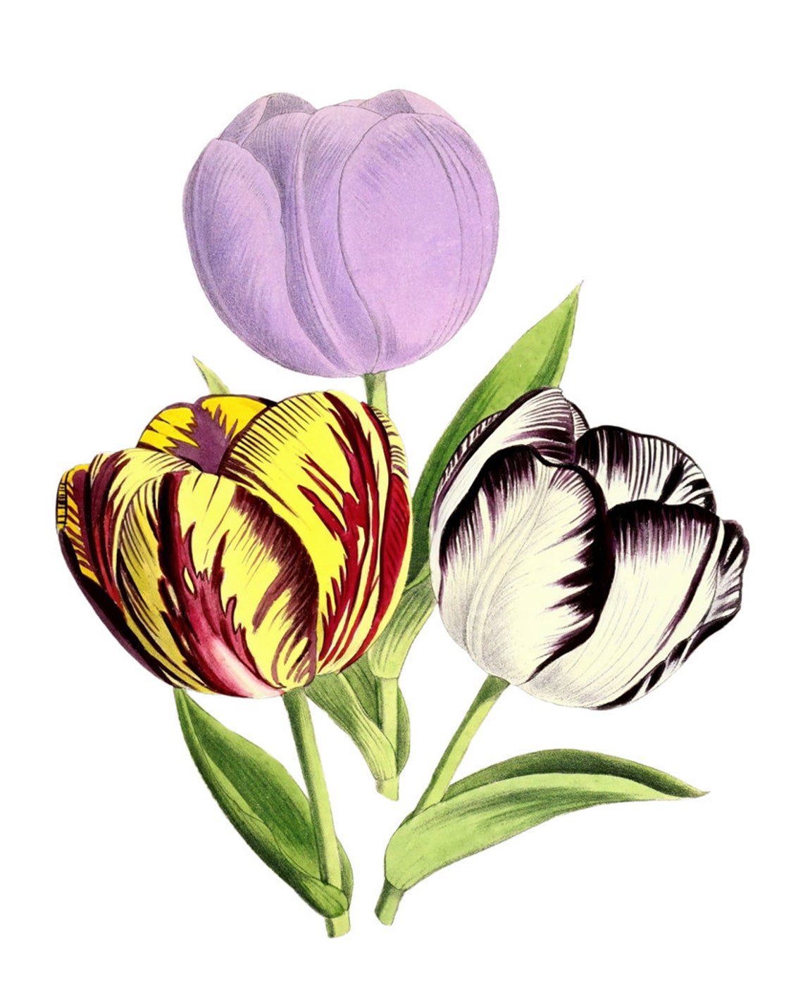 Parrot Tulip Trio Bold Colors Antique Botanical Flower Study Poster - Image 2