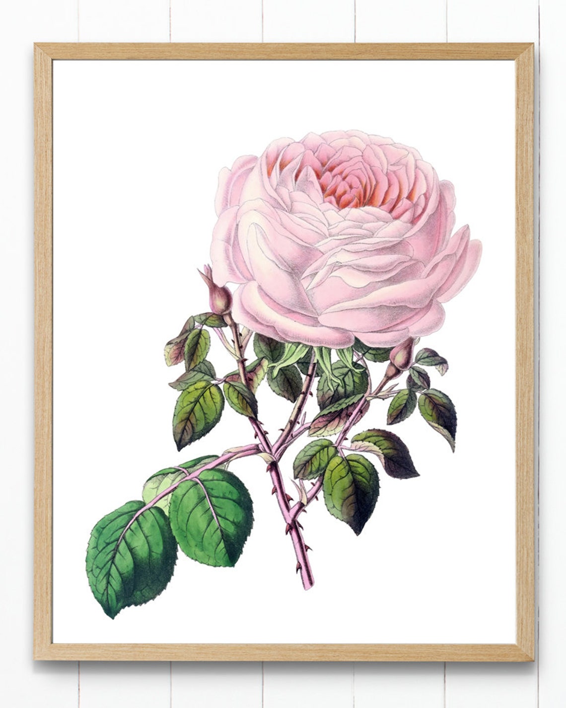Lush Pink Tea Rose Bloom Grand Antique Botanical Rose Portrait Poster - Image 4