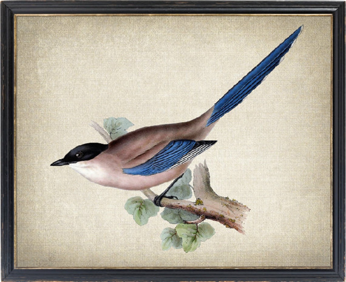 Azure Winged Magpie On Branch Vintage Bird Illustration Poster
