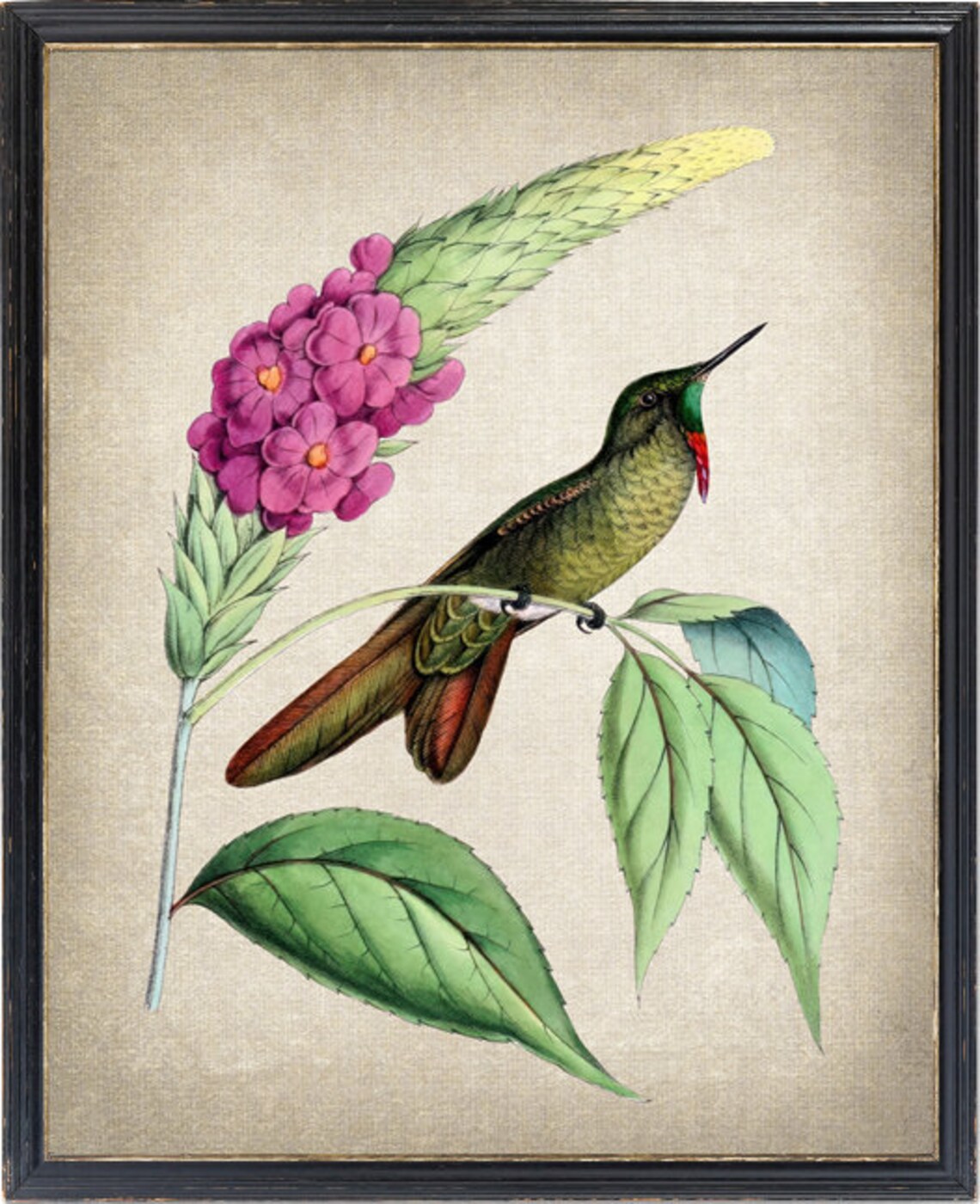 Hummingbird Botanical Vintage Illustration Art Print