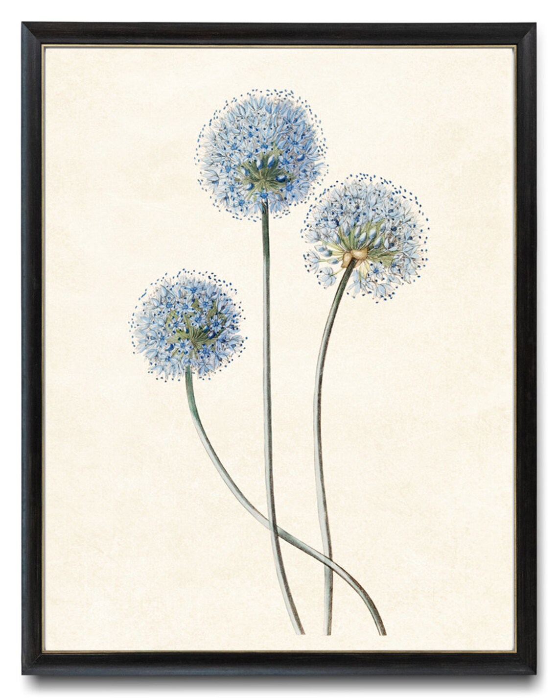 Blue Flowering Allium Caeruleum Vintage Art Print