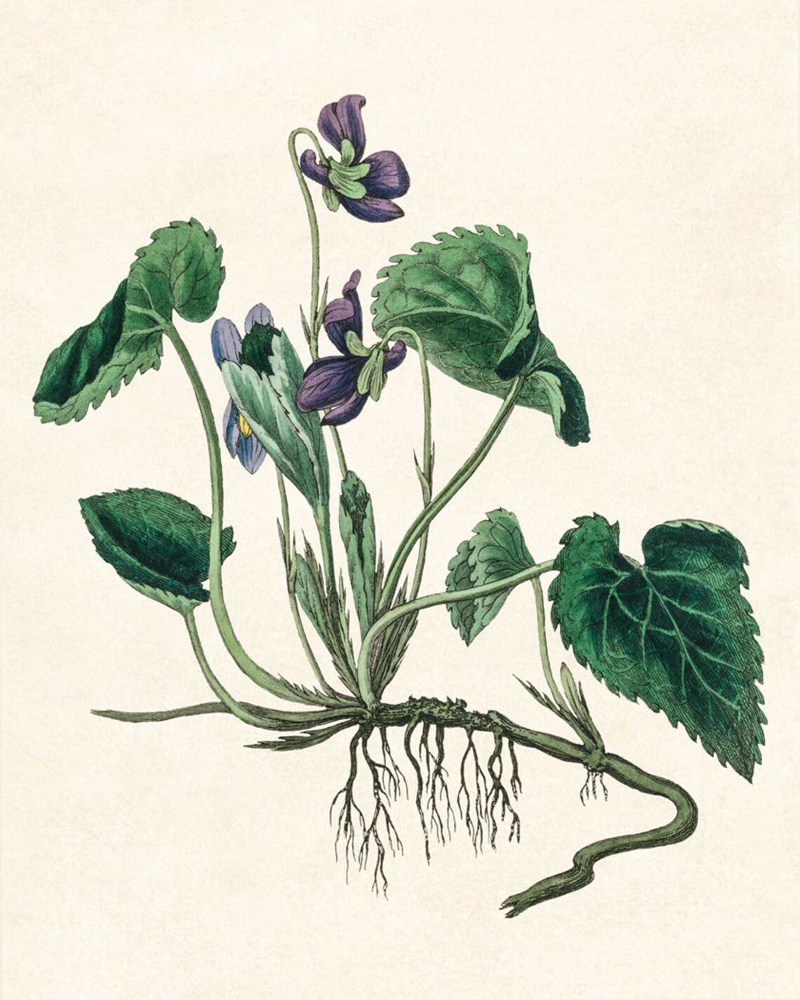 English Violet Purple Flower Vintage Botanical Illustration Poster - Image 2