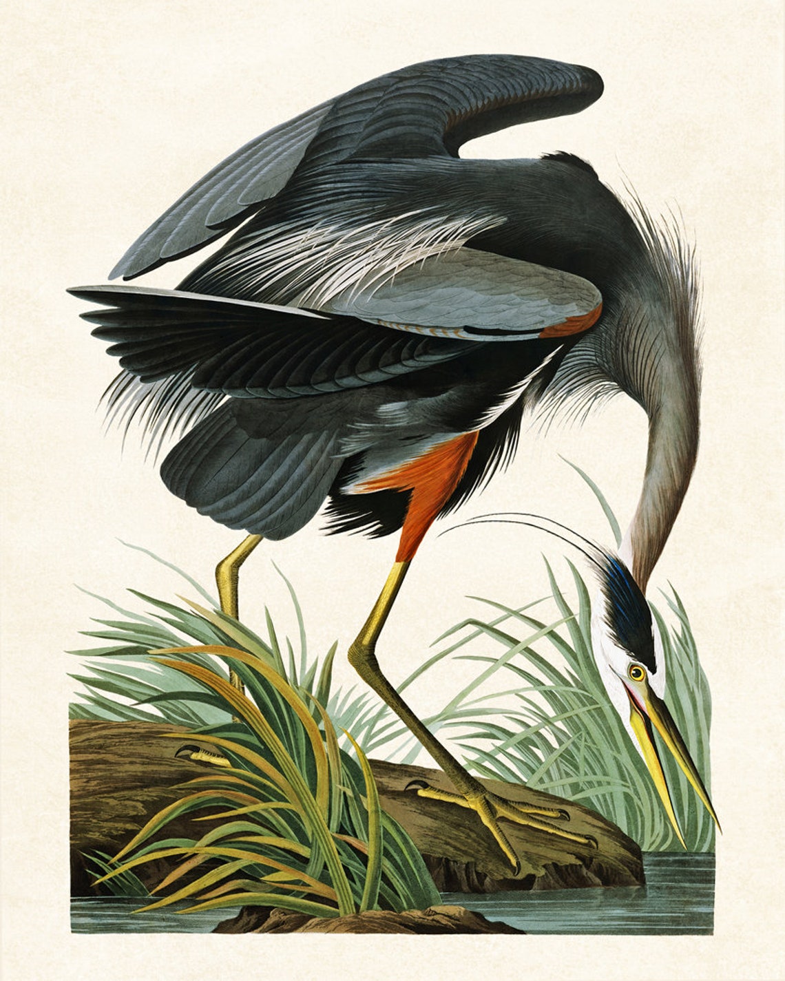 Great Blue Heron Wading Vintage Waterbird Illustration Print - Image 2