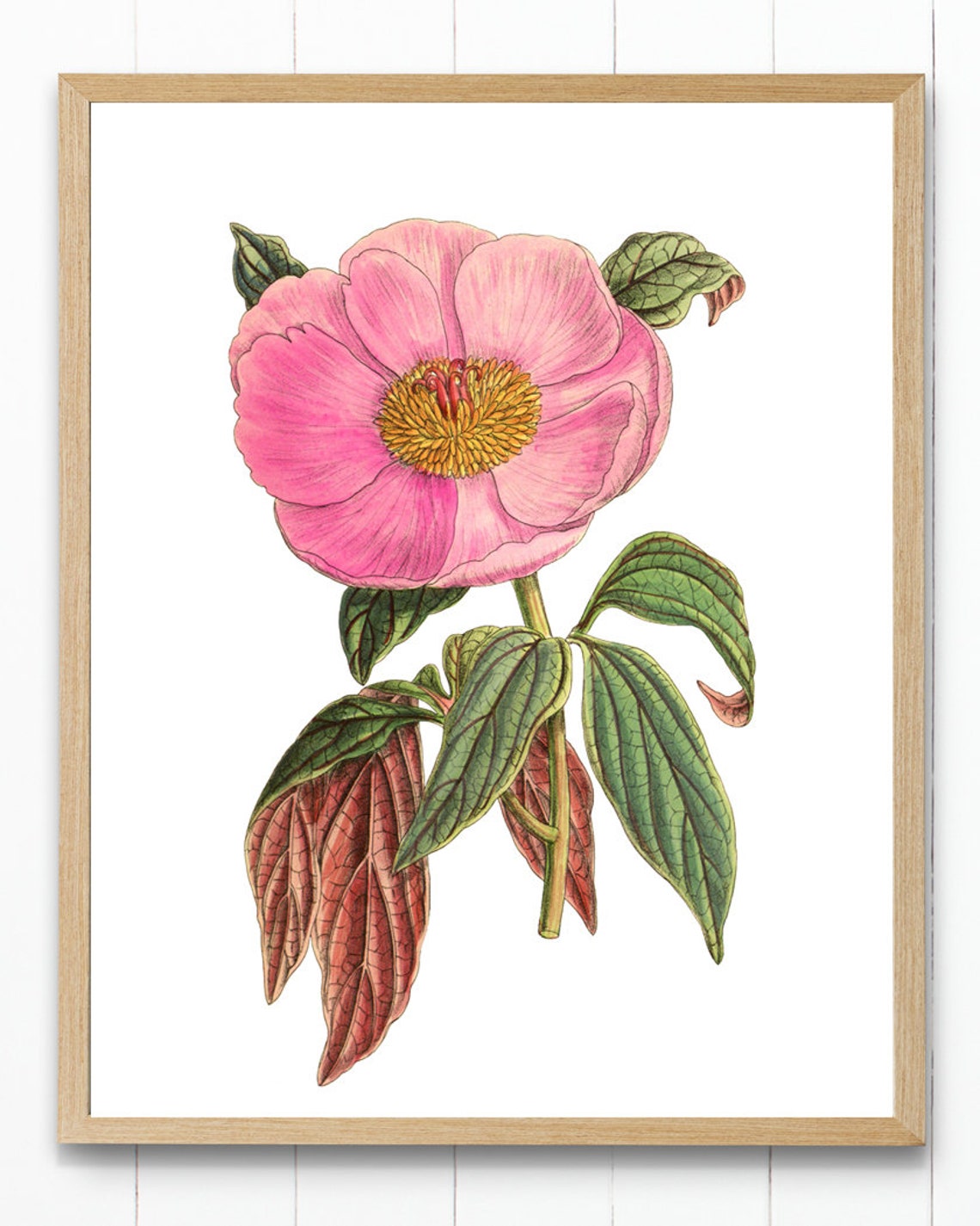 Pink Peony Bloom Vintage Botanical Flower Illustration Poster - Image 4