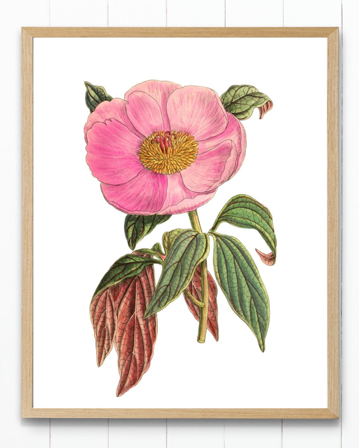 Pink Peony Vintage Flower Illustration Art Print - Image 2