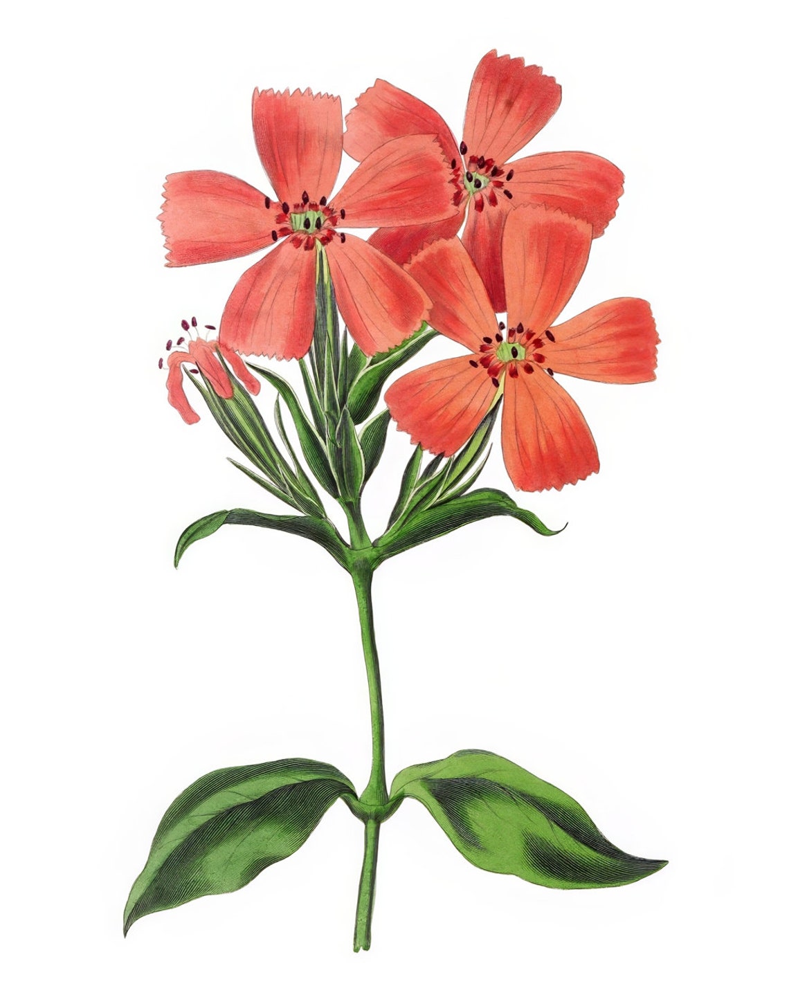 Vintage Coral Star Flower Cluster Botanical Illustration Poster - Image 2