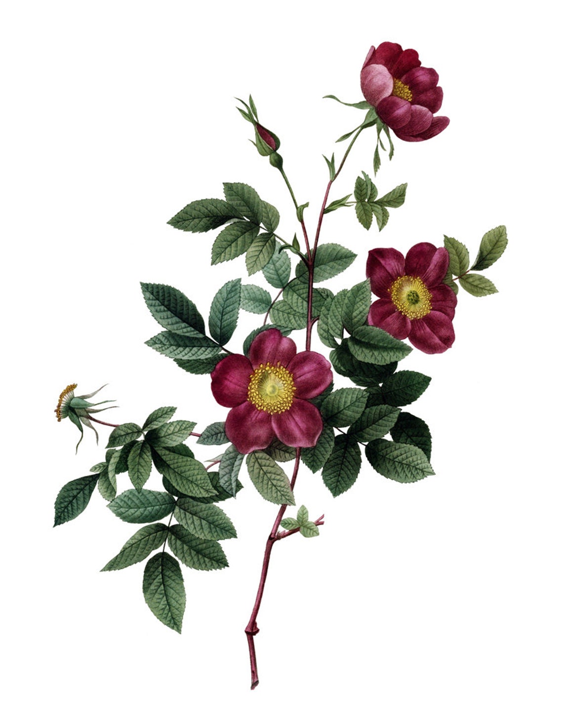 Crimson Alpine Rose Blossoms Classic Vintage Botanical Poster - Image 2