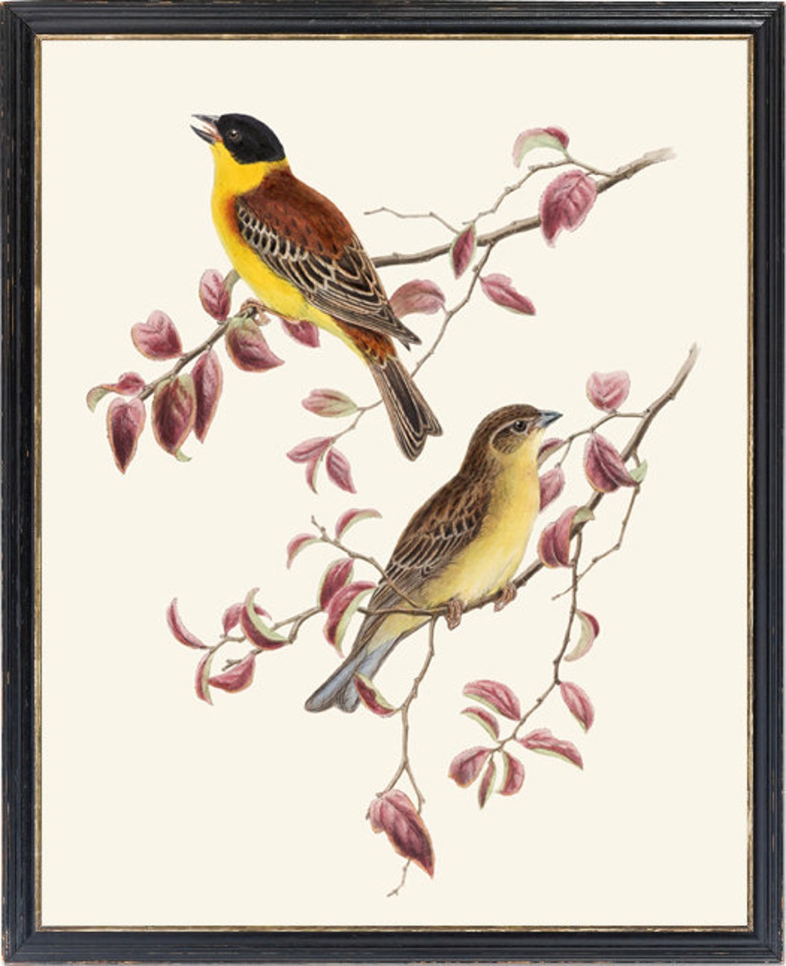 Black Headed Bunting Pair Vintage Bird Illustration Songbird Poster - Image 2
