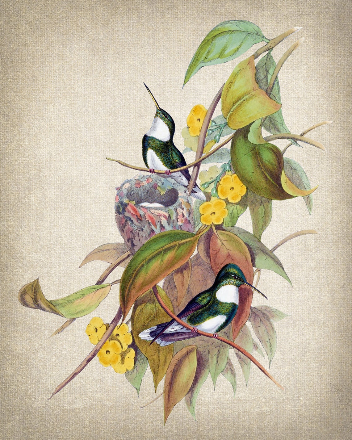 White Throated Hummingbird Pair With Nest Vintage Bird Art Poster - Image 2