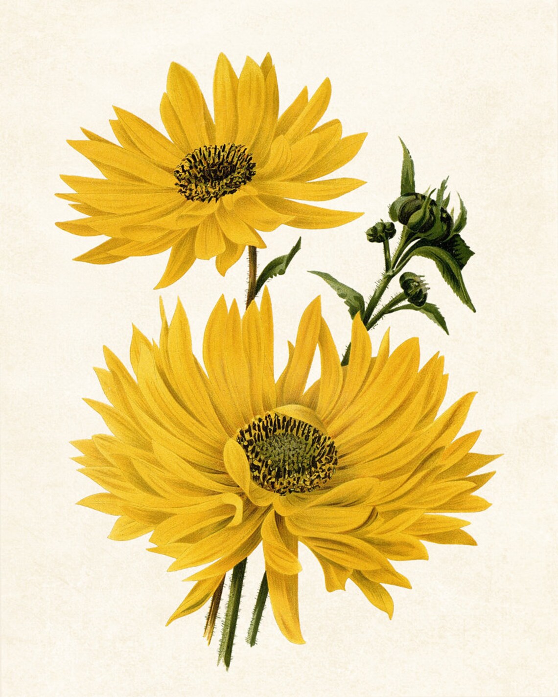Yellow Flowers Vintage Botanical Art Print - Image 3