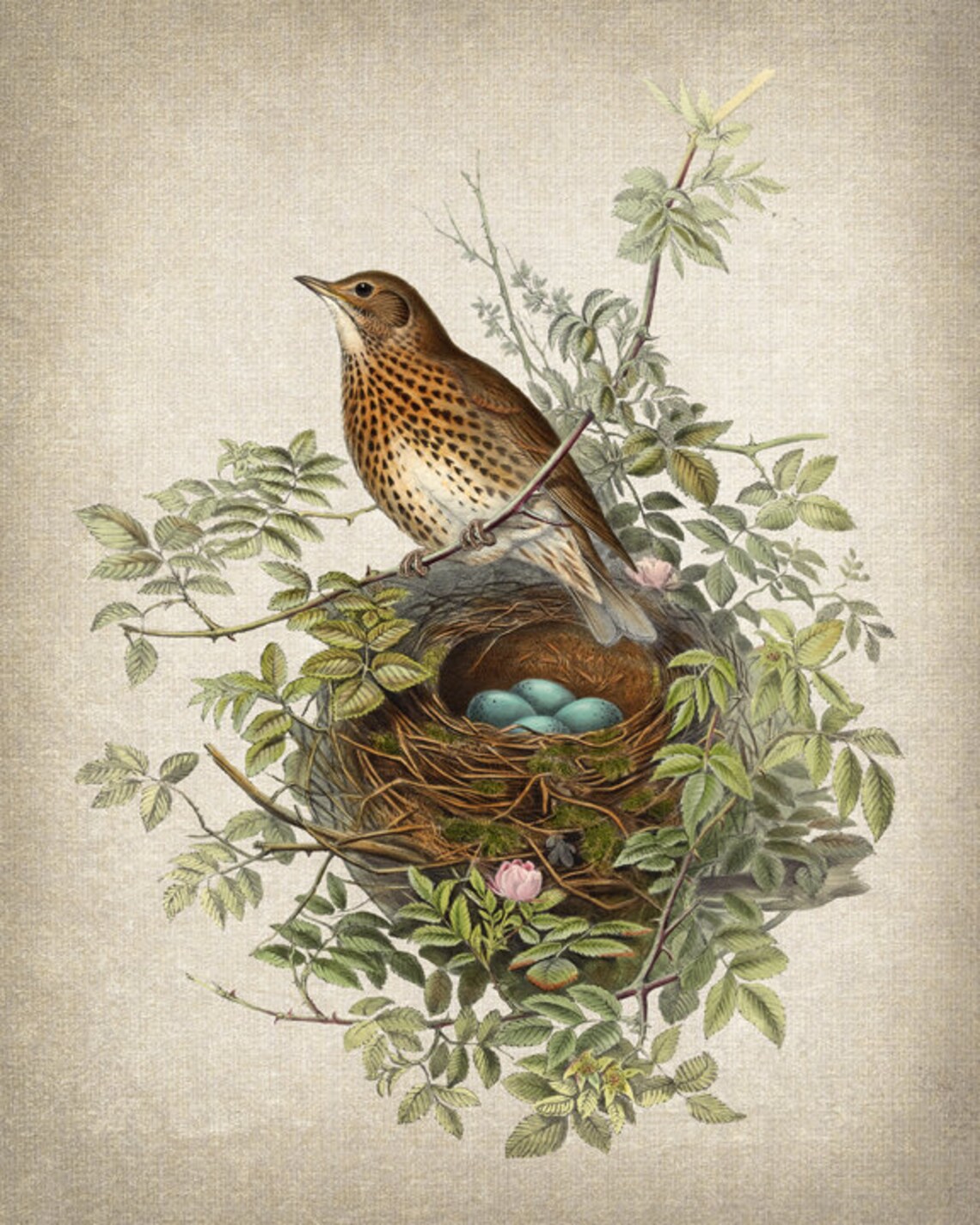 Thrush Bird Vintage Illustration, Natural History Art Print - Image 2