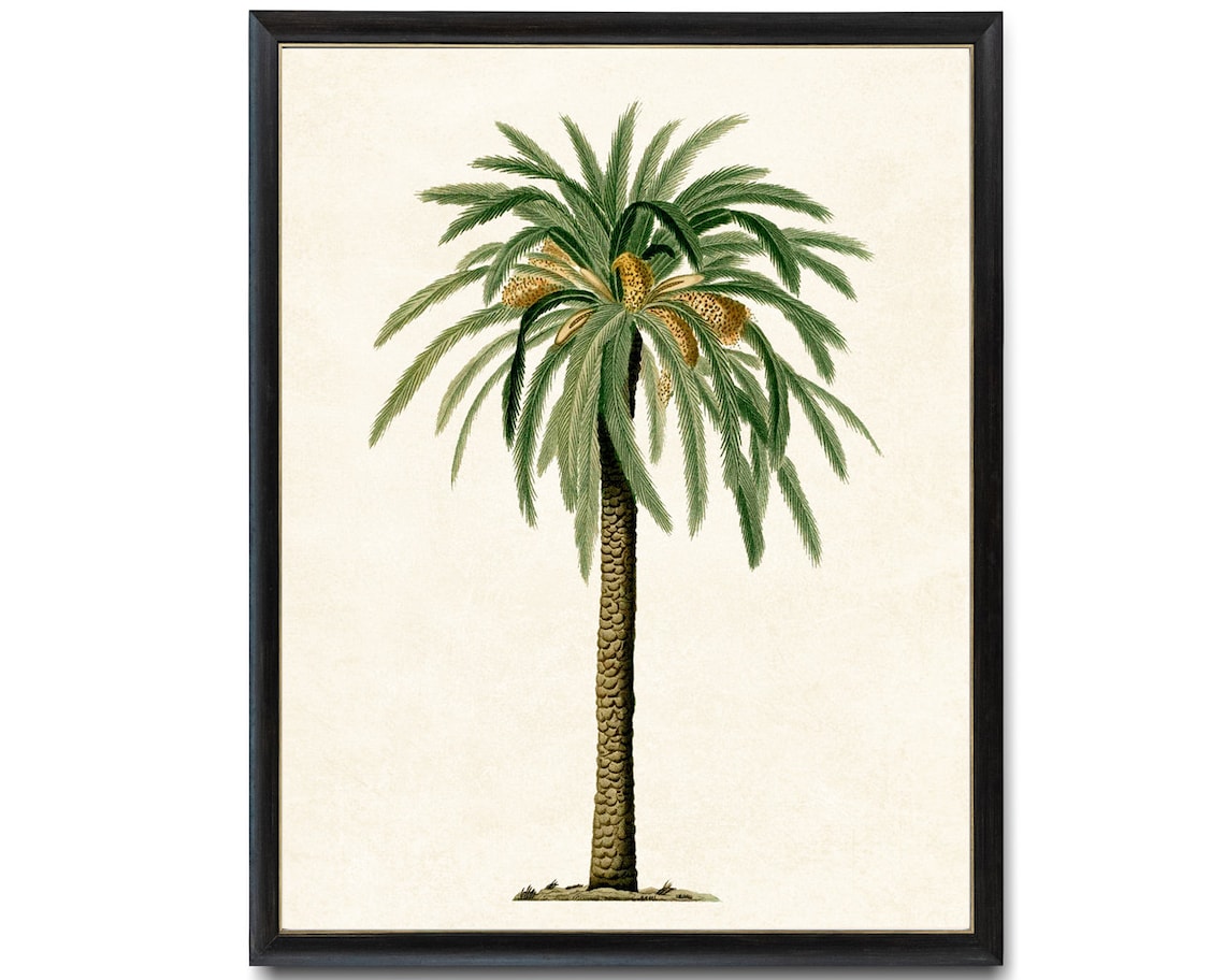 Palm Tree Date Palm Vintage Illustration Art Print - Image 4