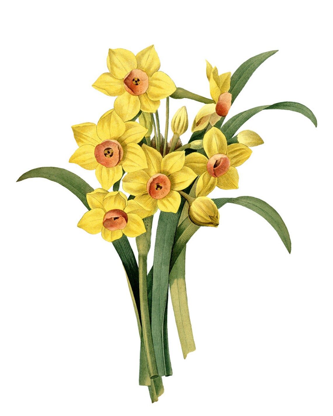 Yellow Daffodils Vintage Flower Illustration Art Print - Image 2