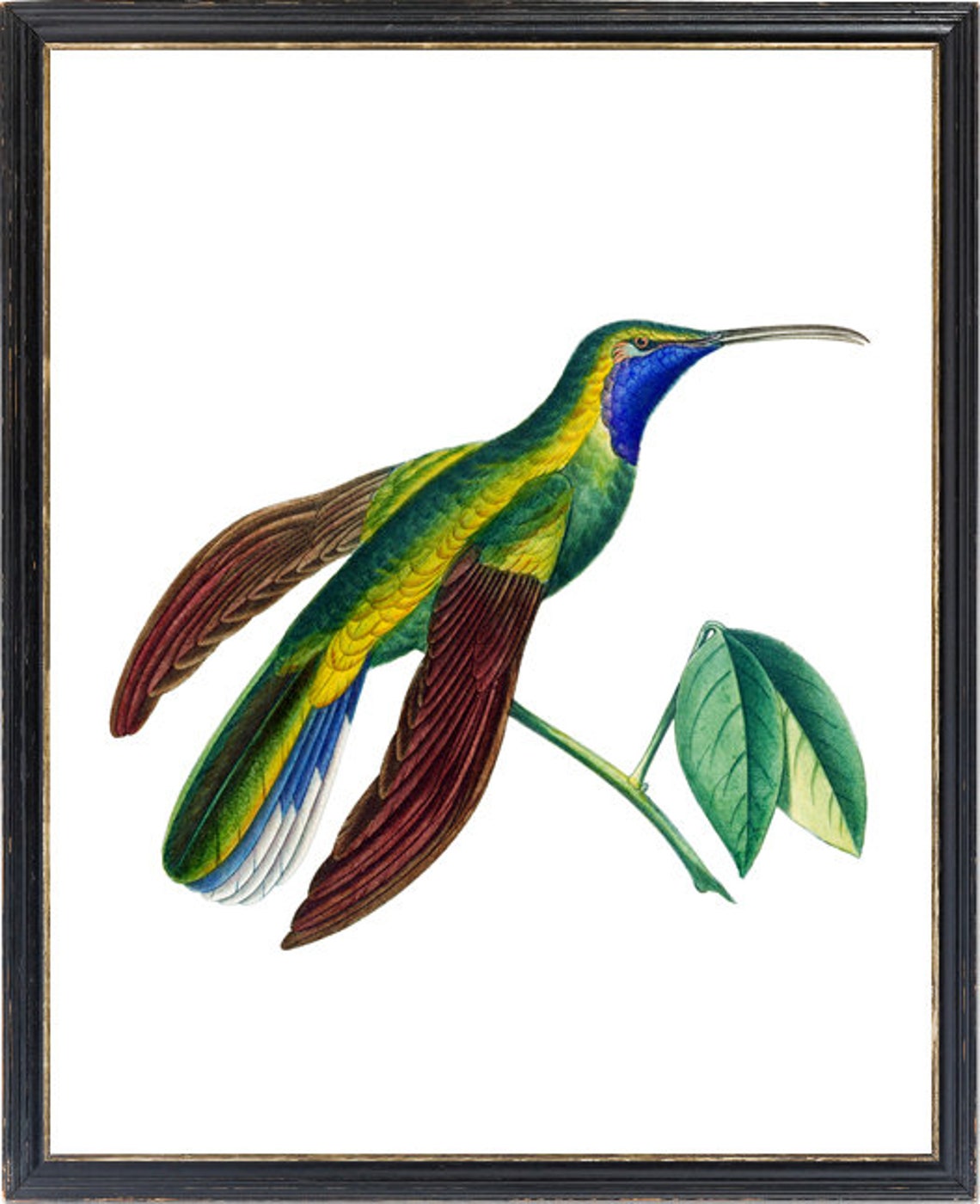 Blue Throated Green Hummingbird Vintage Natural History Bird Poster - Image 3