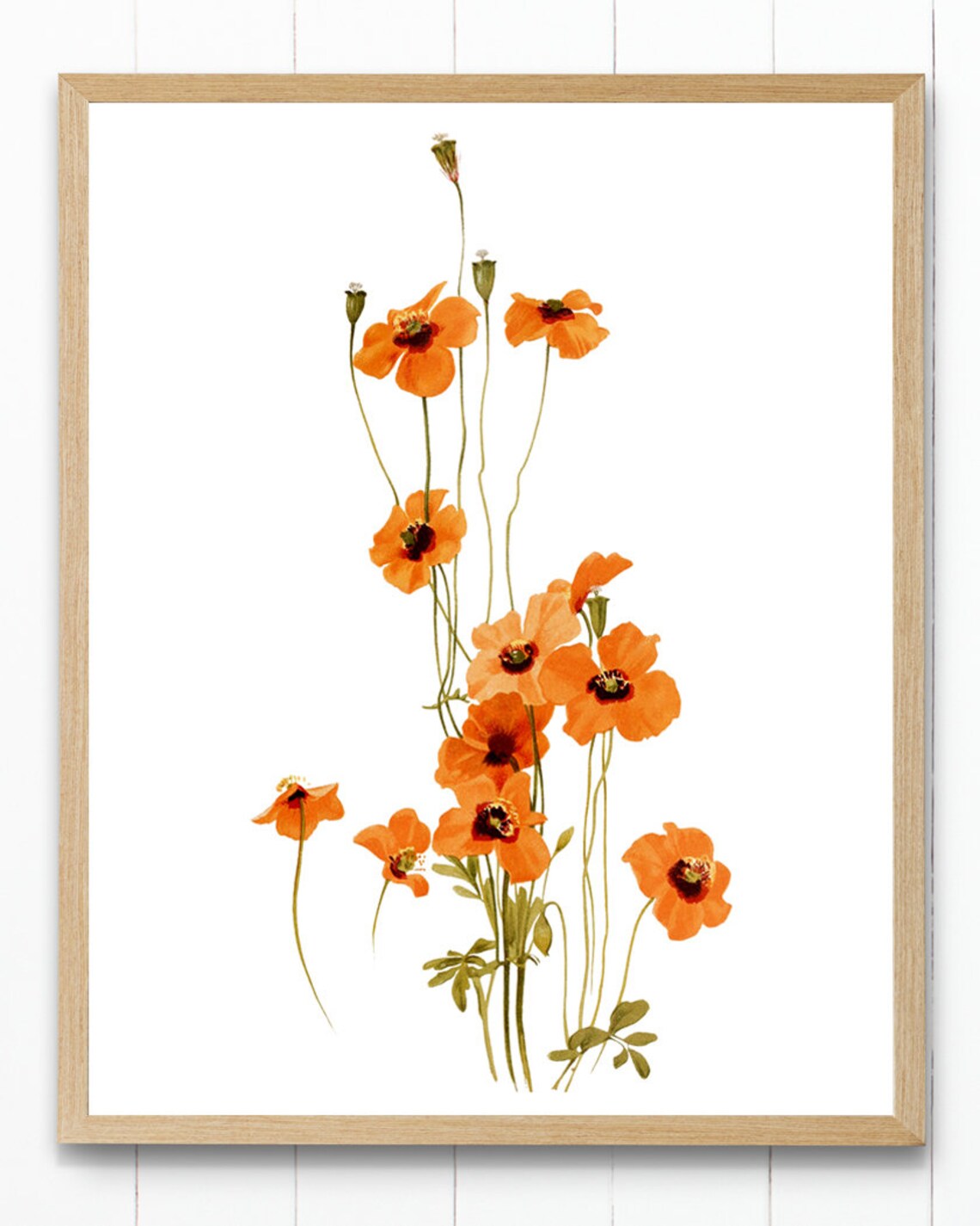 Orange Poppy Flowers, Vintage Botanical Art Print - Image 4