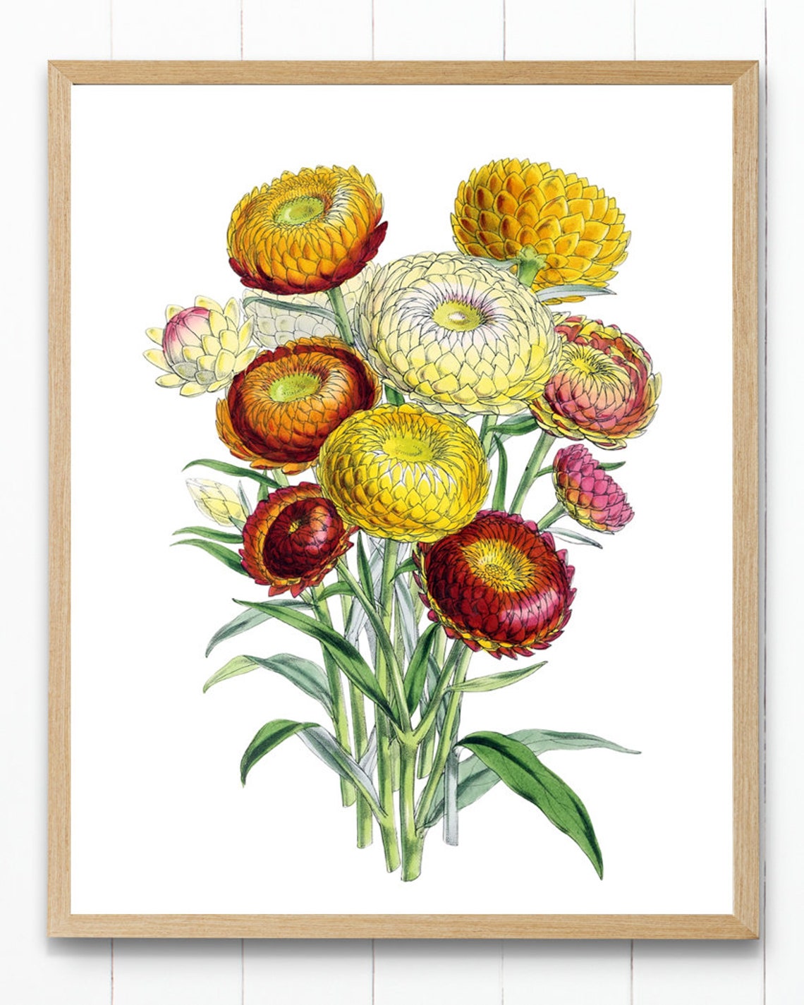 Everlasting Strawflower Bouquet Vintage Floral Botanical Art Poster - Image 4