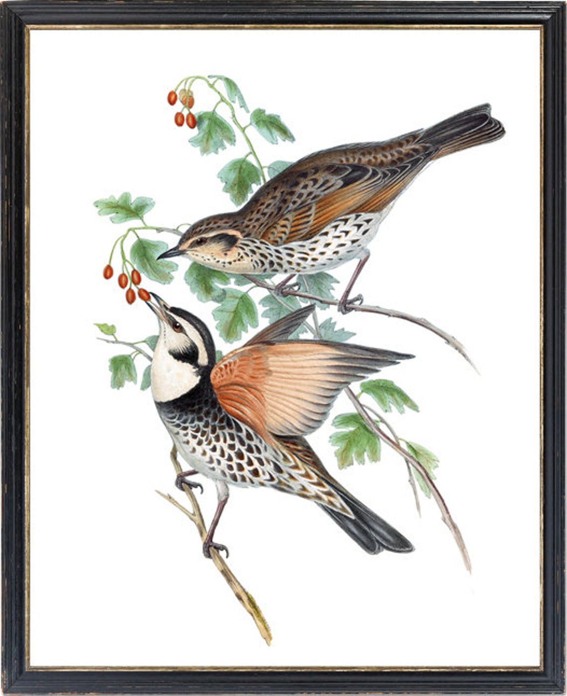 Vintage Thrush Pair Red Hawthorn Berries Bird Illustration Poster - Image 3
