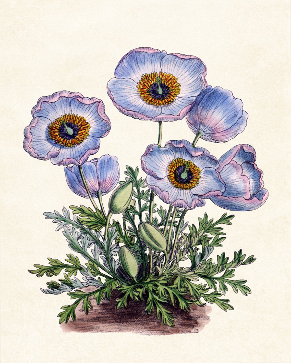 Blue Himalayan Poppy Blooms Grand Vintage Botanical Study Poster - Image 3