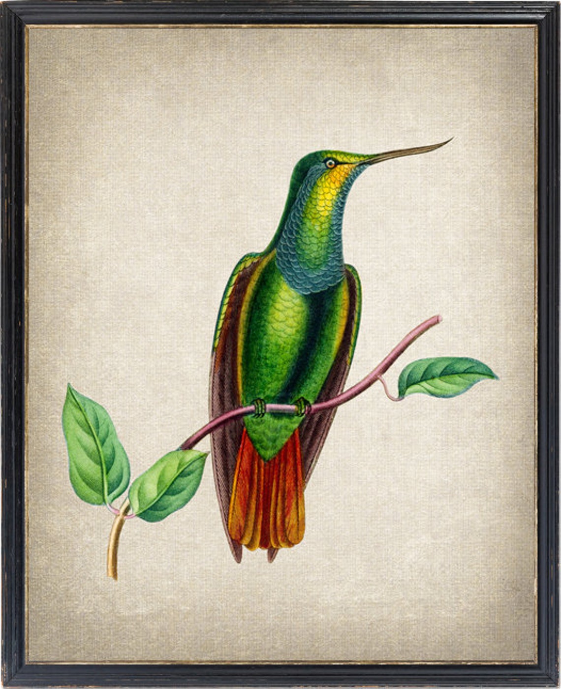 Green Curve Billed Hummingbird Vintage Natural History Bird Poster