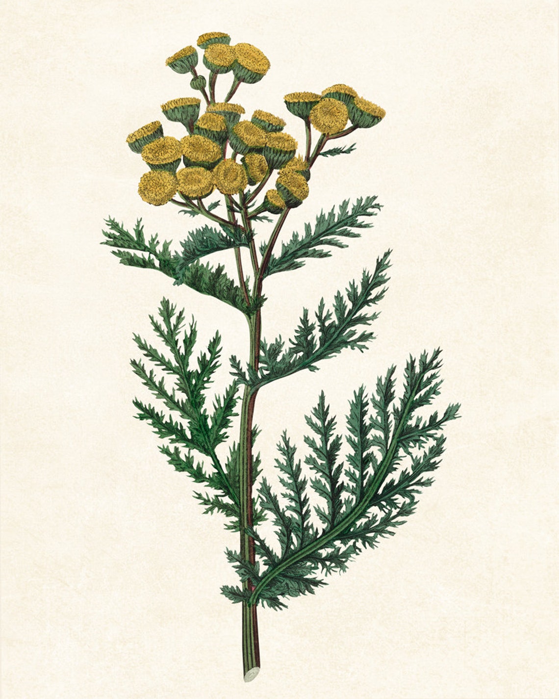 Flowering Tansy Yellow Button Blooms Vintage Botanical Poster - Image 2