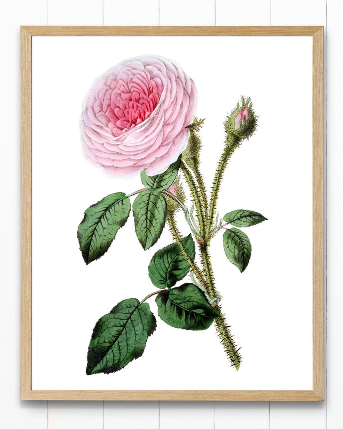 Vintage Pink Moss Rose Botanical Illustration Flower Art Poster - Image 4