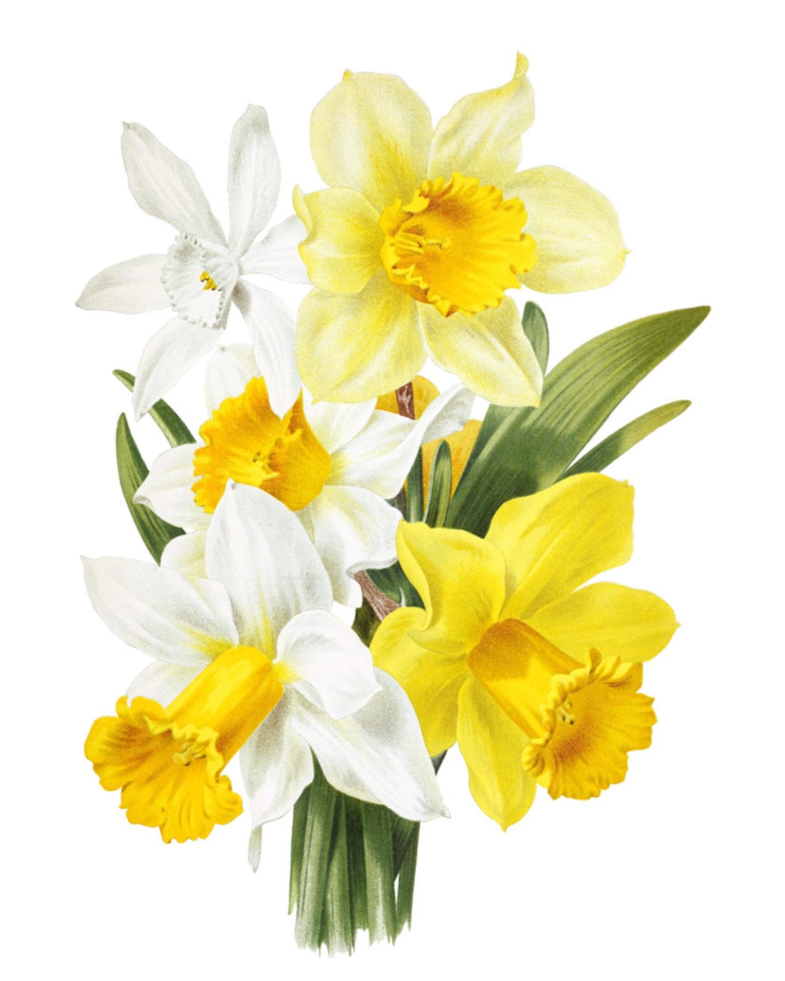 Spring Flowers Vintage Flower Illustration Art Print - Image 2