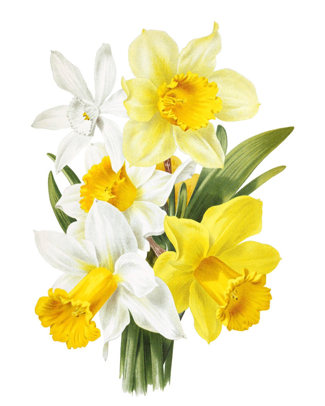 Yellow and White Daffodils Spring Vintage Botanical Art Poster - Image 2