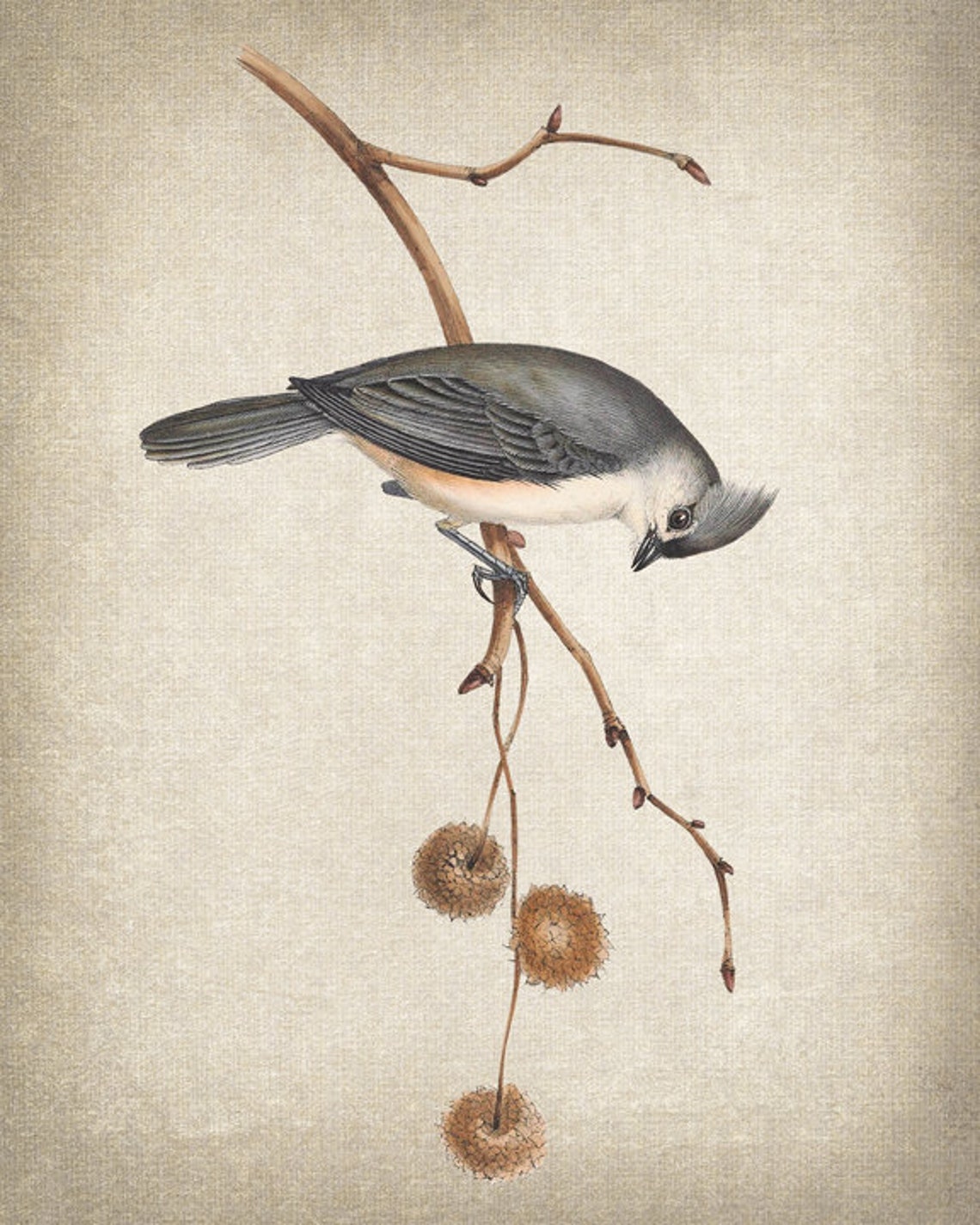 Tufted Titmouse Vintage Bird Illustration Antique Nature Art Print - Image 2