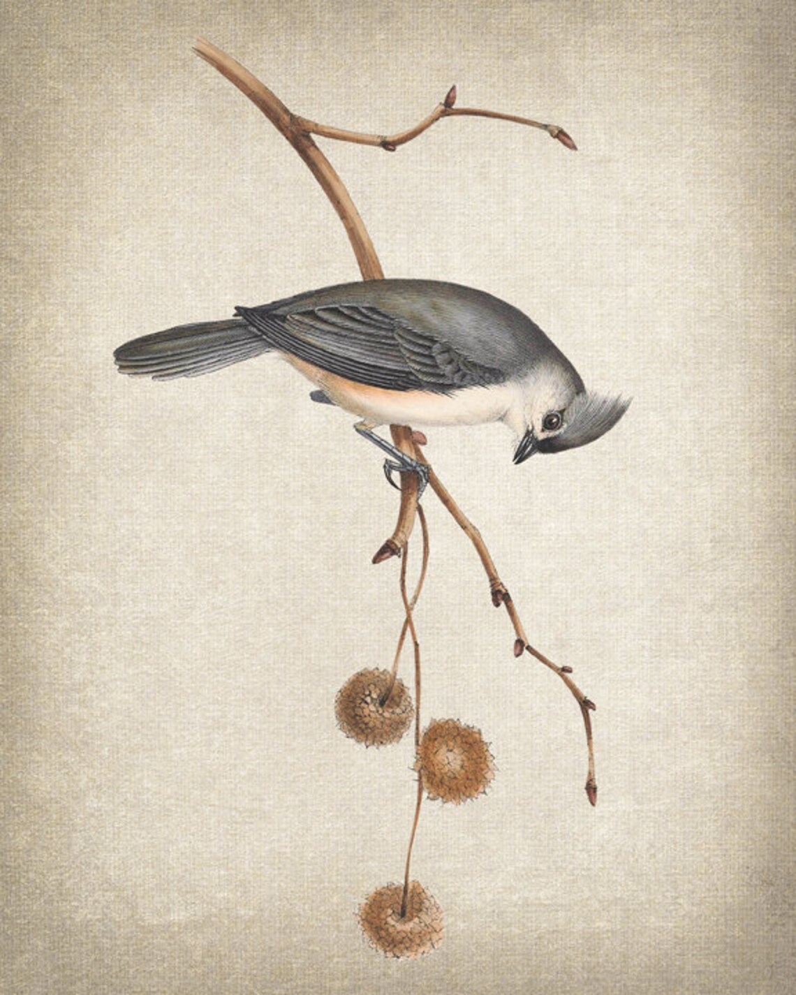 Tufted Titmouse Vintage Illustration Art Print - Image 2