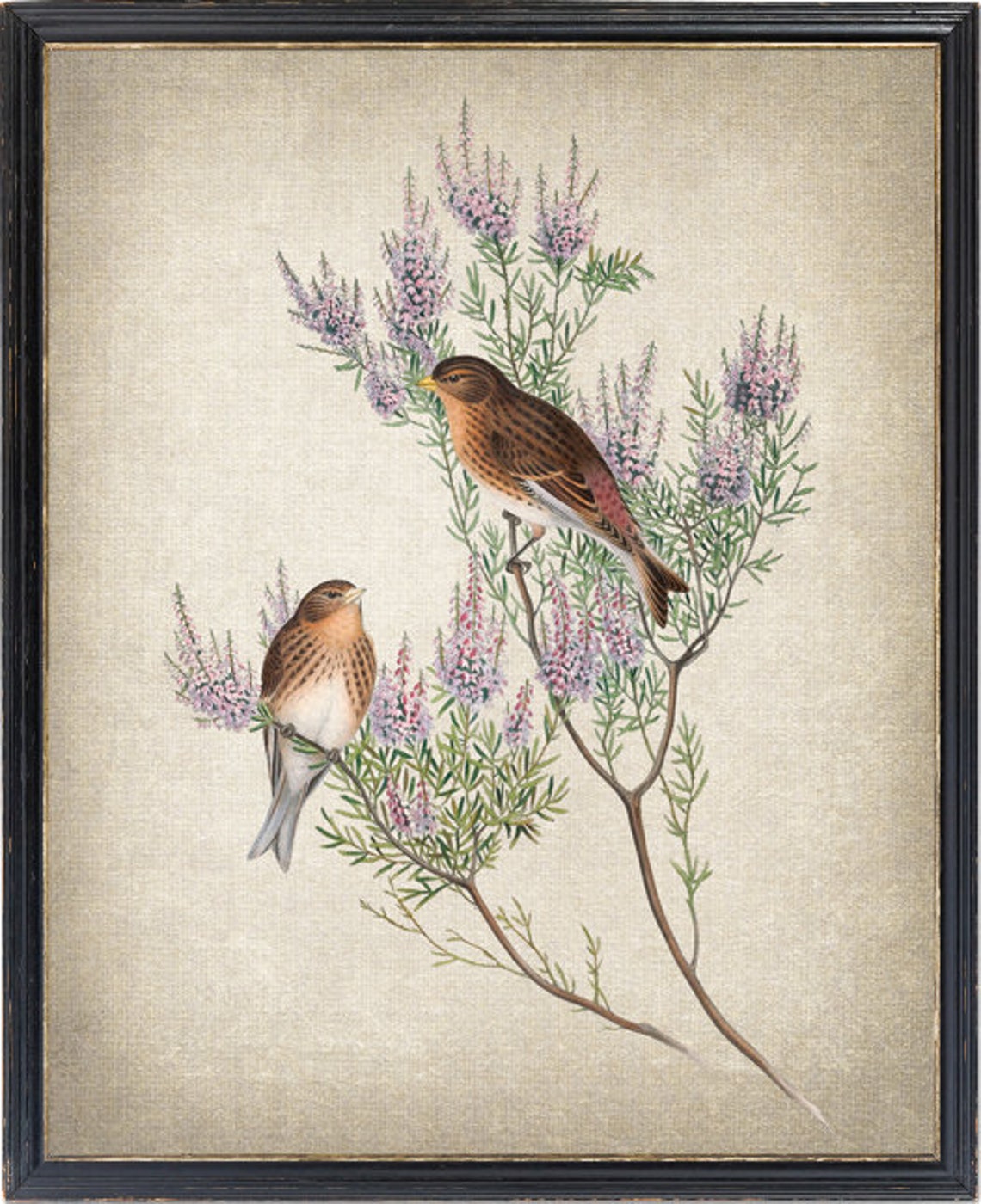 Mountain Linnet Bird Pair Vintage Botanical Branch Art Poster
