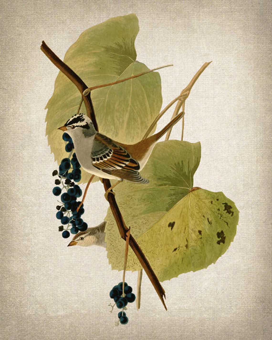 White Crowned Sparrow Vintage Botanical Bird Illustration Poster - Image 2