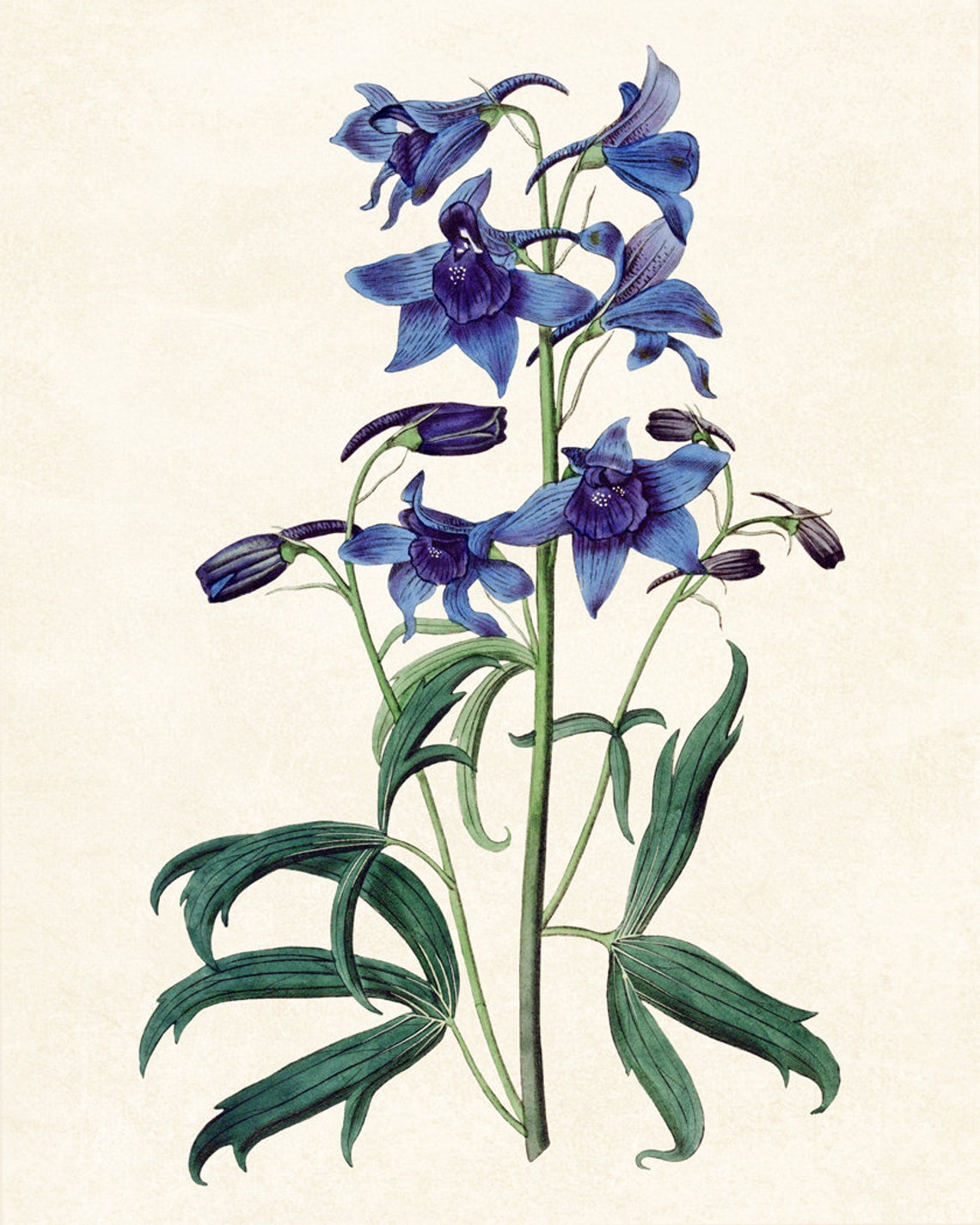 Blue Delphinium Flower Spike Vintage Botanical Illustration Poster - Image 3