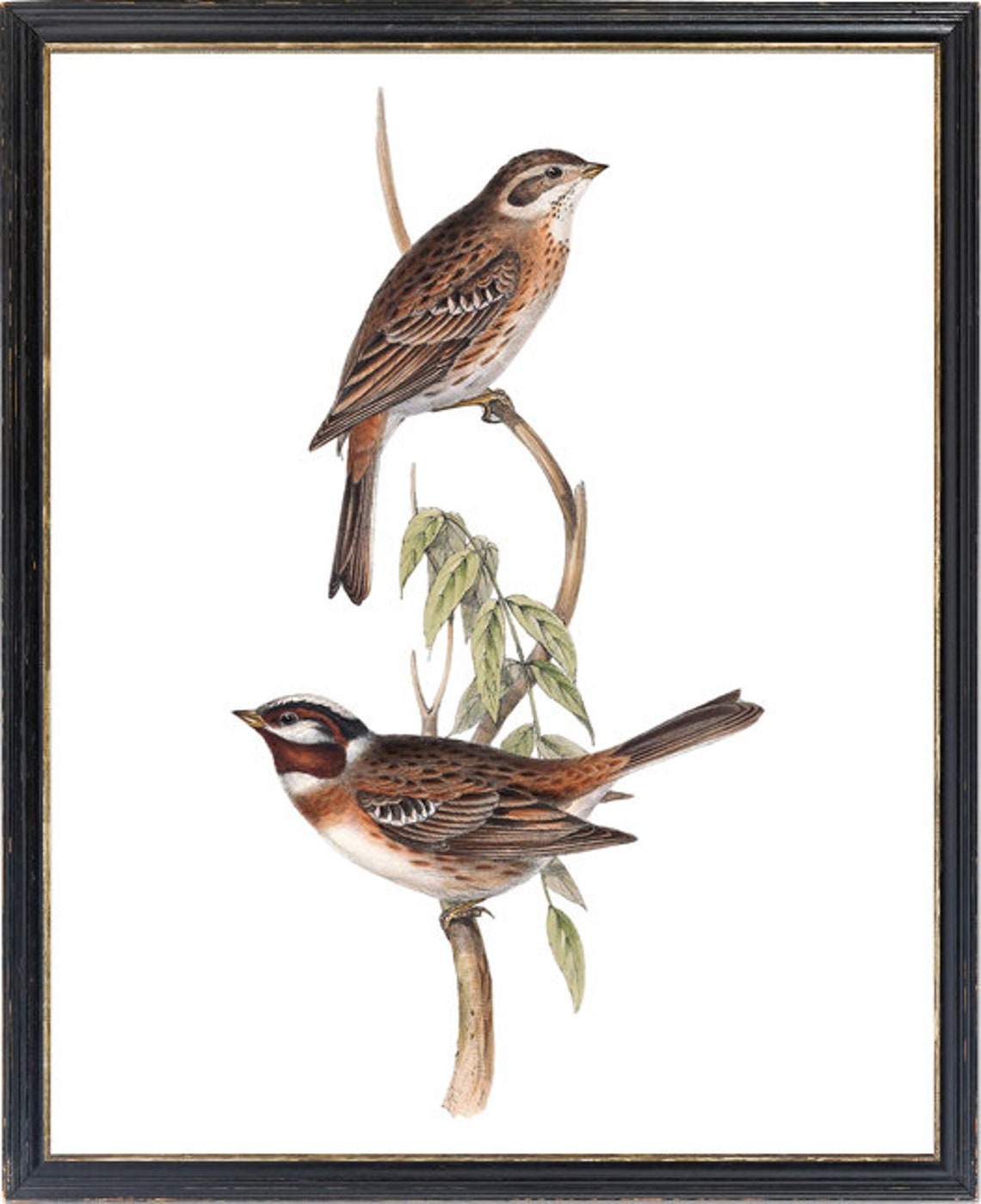 Chestnut and Brown Bunting Pair on Branch Vintage Bird Art Print - Image 3