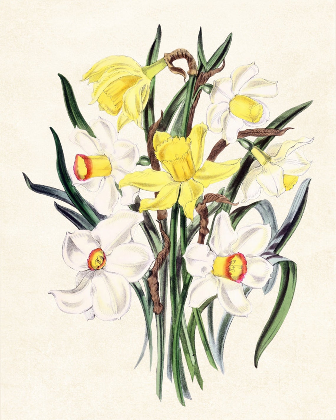 Bright Yellow and White Daffodils Classic Vintage Spring Flower Poster - Image 3