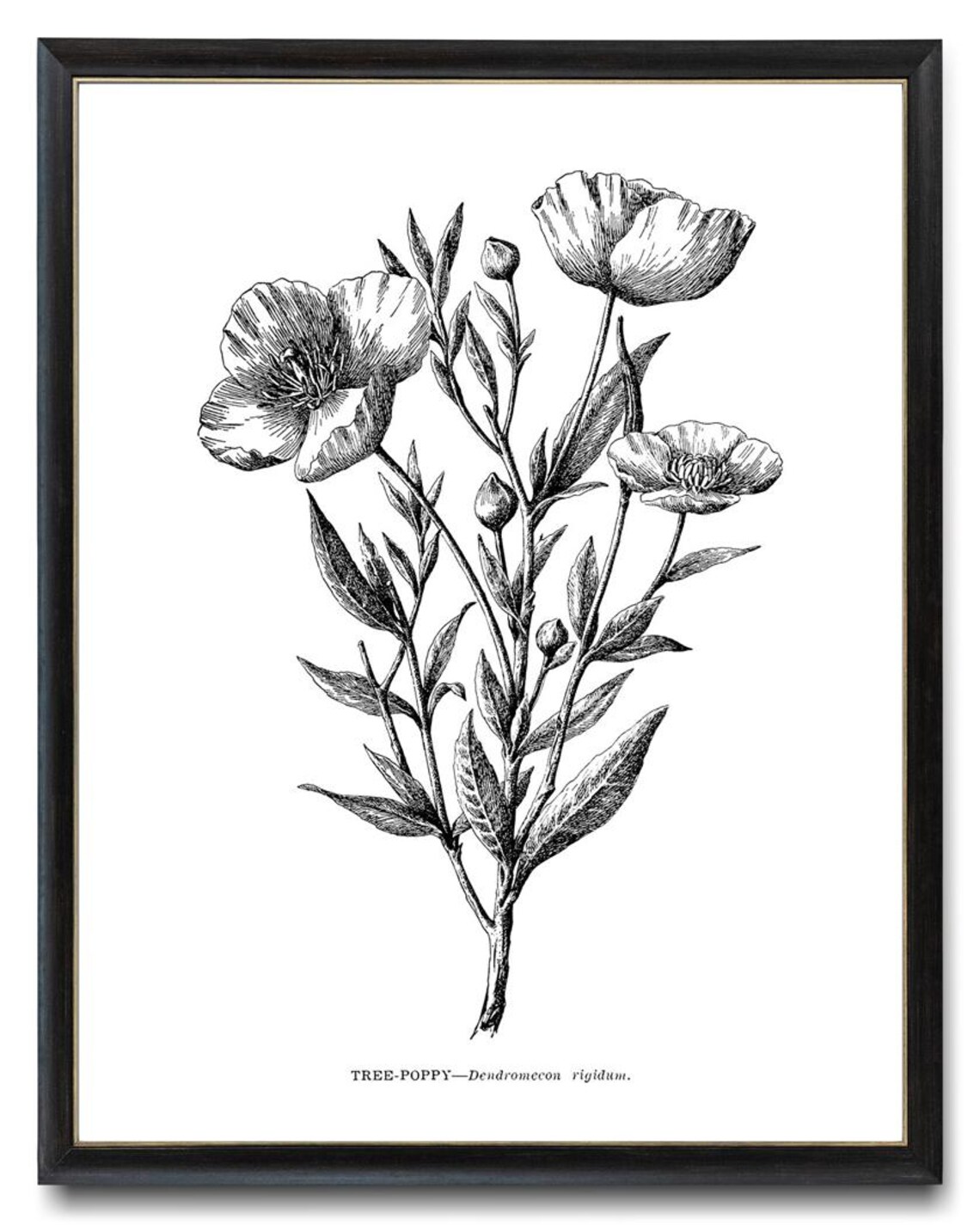 Tree Poppy California Wildflower Vintage Line Art Drawing Wall Art - Image 4
