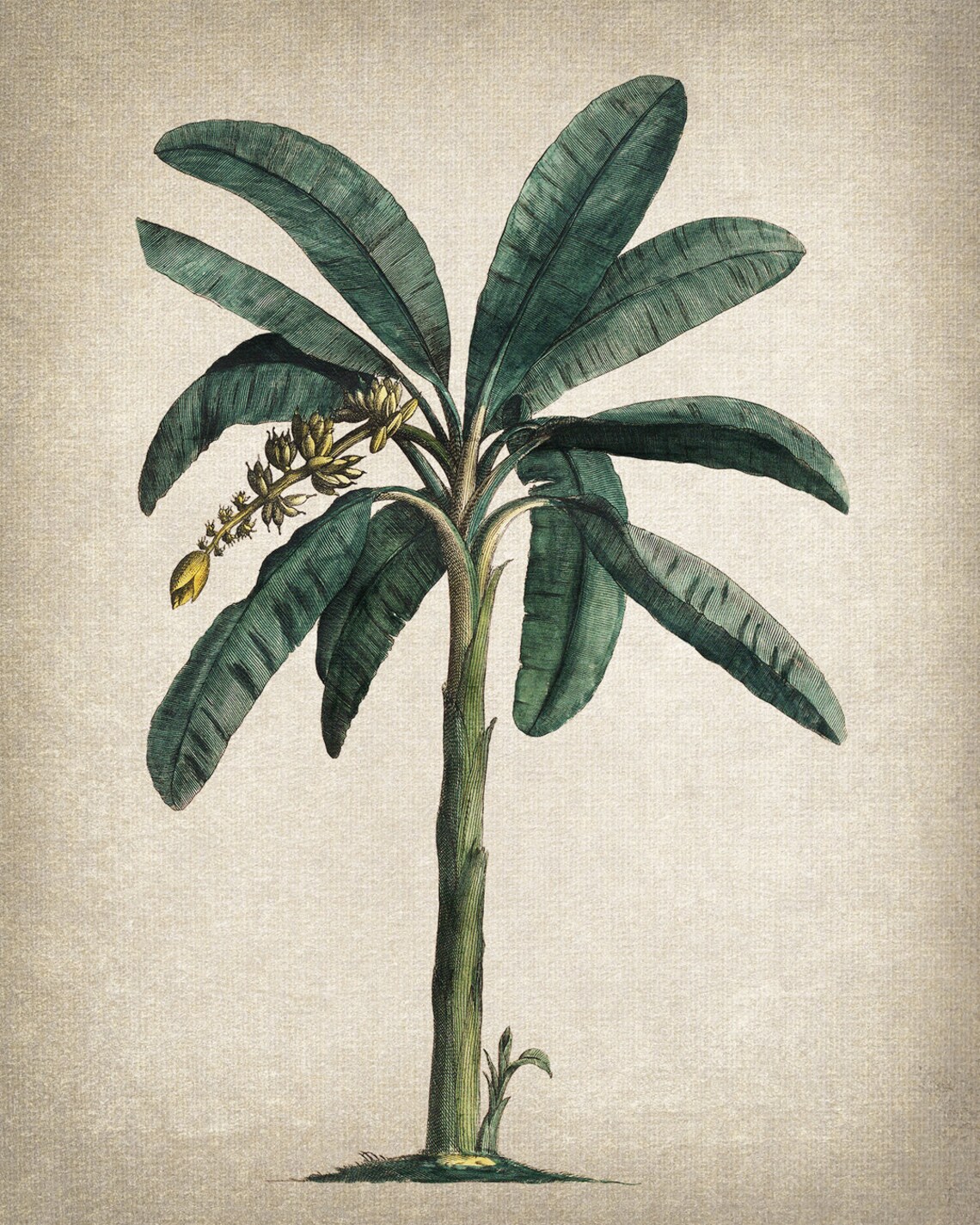 Banana Plant Botanical Wall Art Print - Image 2