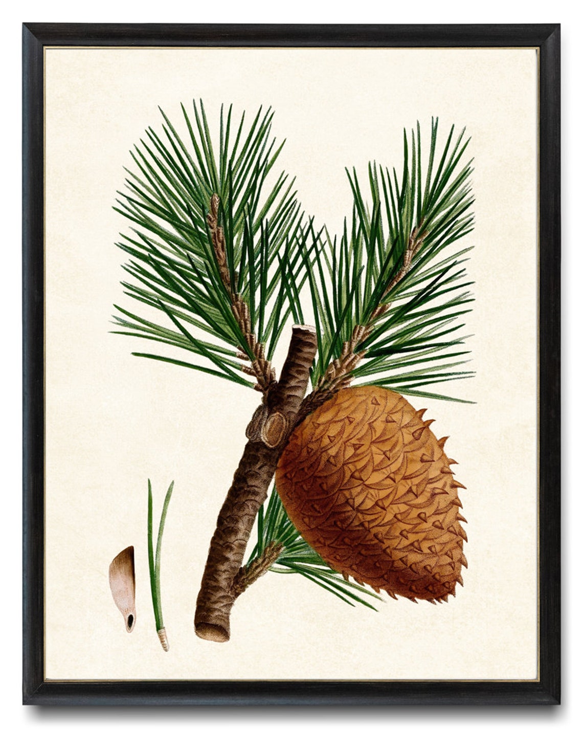 Table Mountain Pine Botanical Study Cone Needles Vintage Art Poster - Image 4