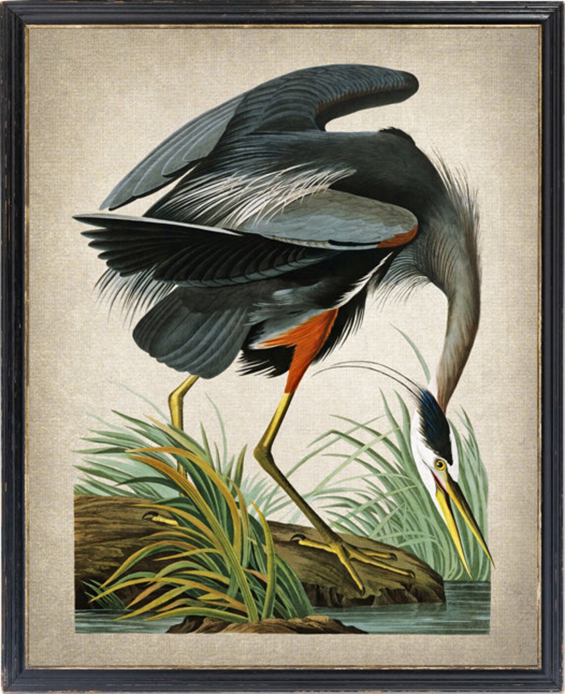 Audubon Great Blue Heron Vintage Bird Art Print