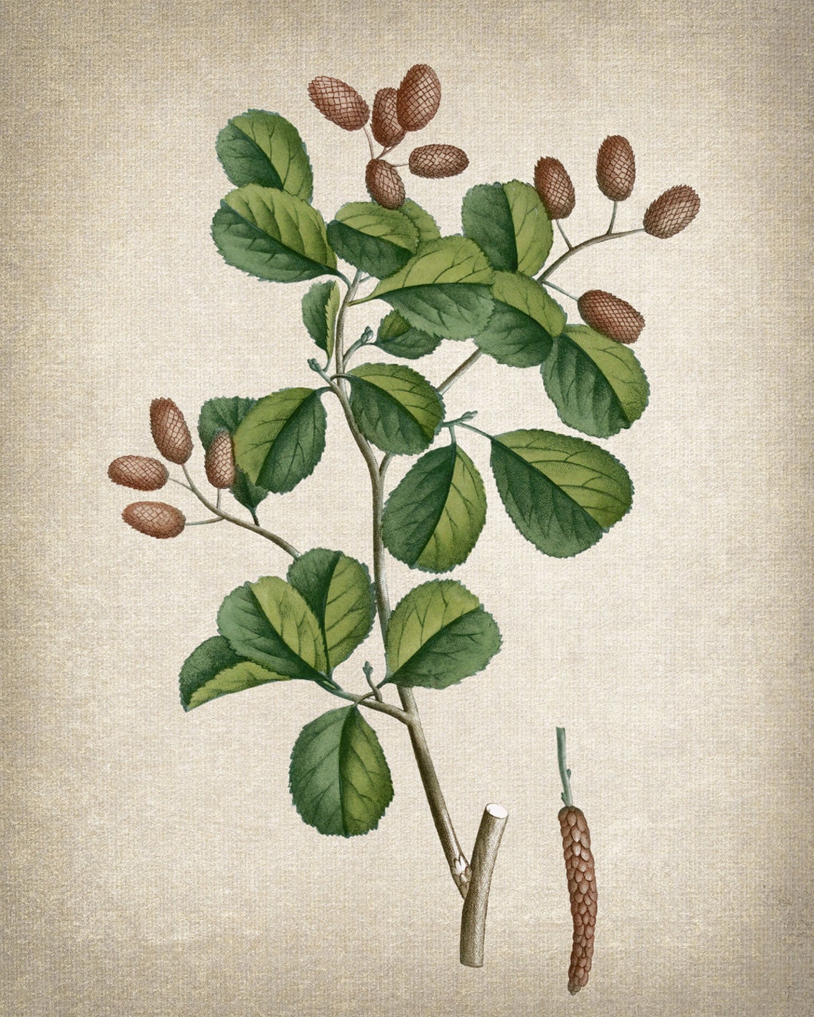 Black Alder Cones Catkins Vintage Botanical Illustration Print - Image 2