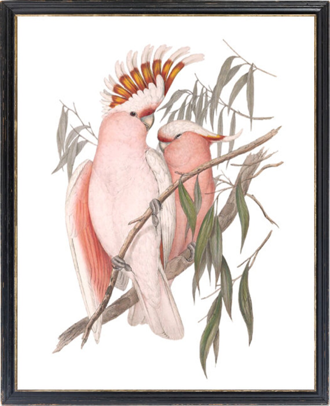 Pink Cockatoo Pair Vintage Bird Illustration Exotic Nature Art Print - Image 3