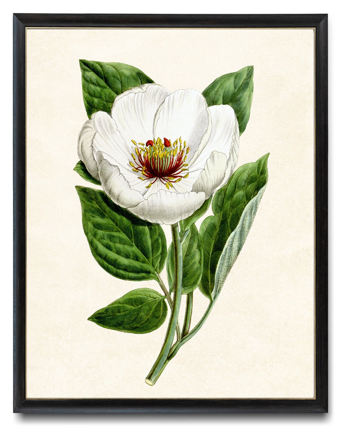 White Peony Bloom Antique Botanical Illustration Vintage Poster