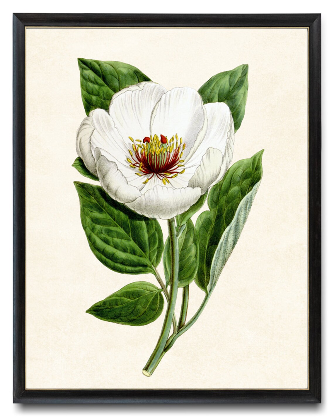 White Peony Bloom Red Stamens Vintage Botanical Illustration Poster