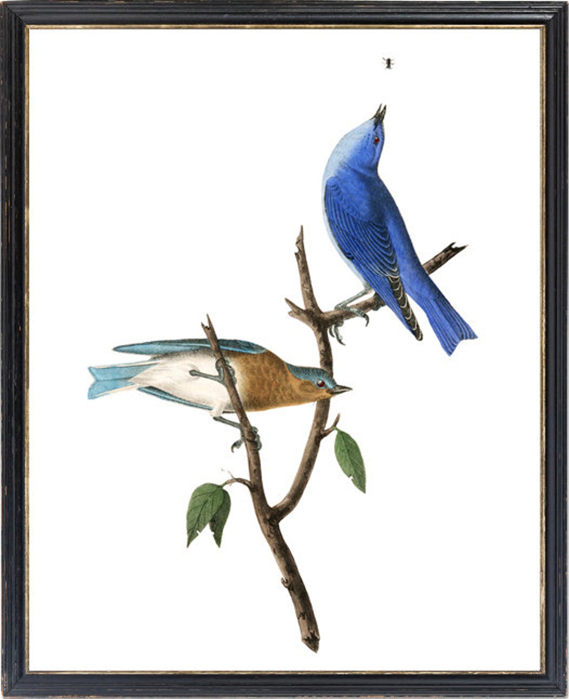 Two Bluebirds On Bare Branch Vintage Natural History Art Poster - Image 3